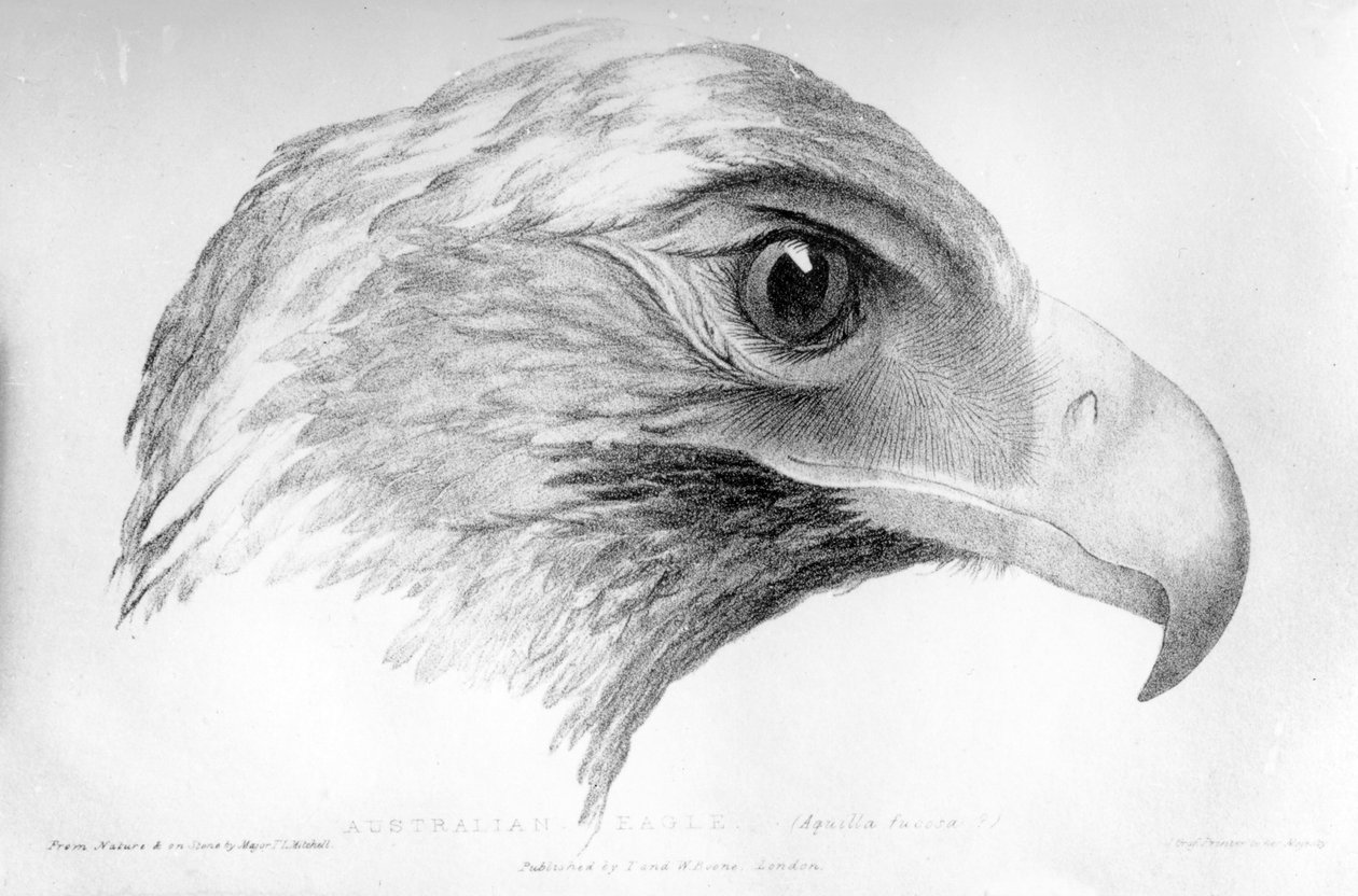 Australian Eagle, kuvitus majuri T. L. Mitchellin teoksesta "Three Expeditions in the Interior of Eastern Australia", julkaistu noin 1828 tekijältä Major Thomas Mitchell