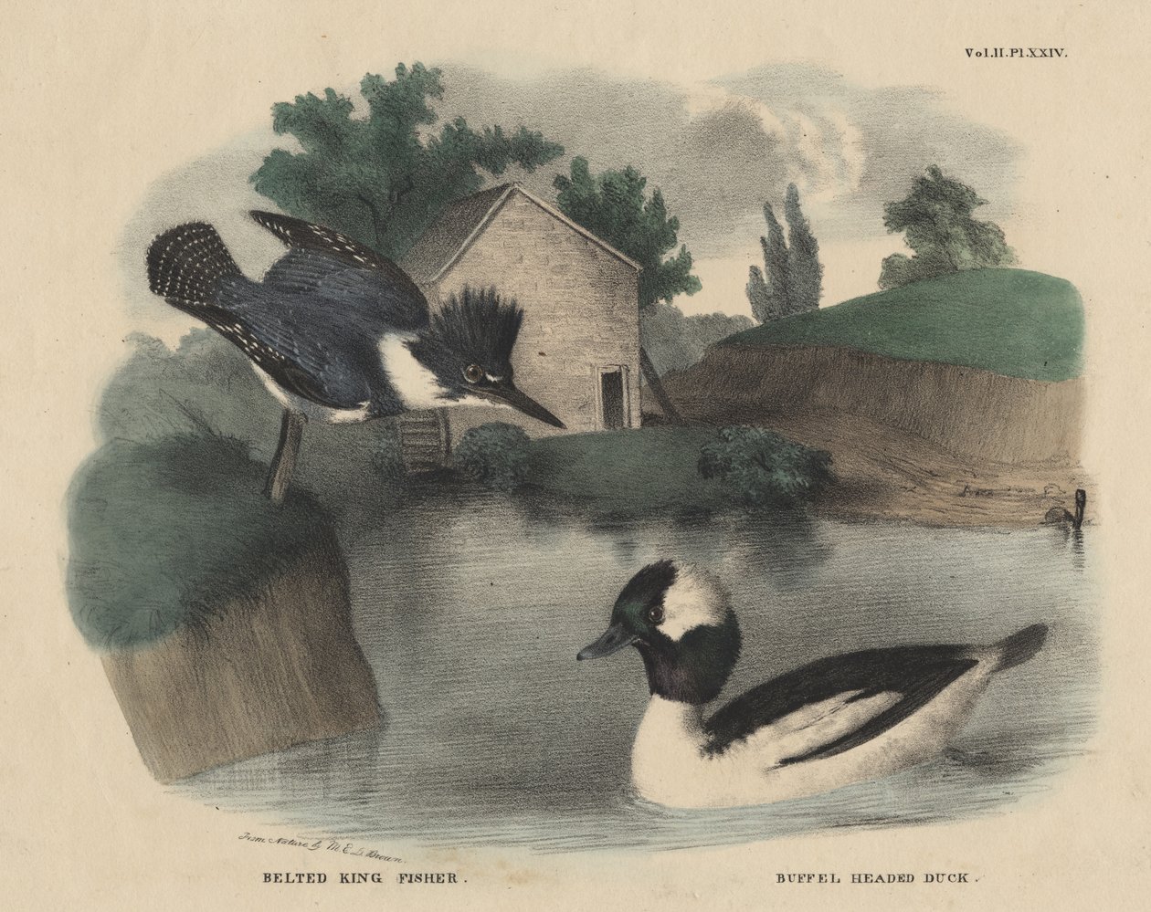 King Fisher ja Buffel Headed Duck, J. und T. Doughtyn The Cabinet of Natural History and American Rural Sportsista, 1832 tekijältä Mannevillette Elihu Dearing Brown