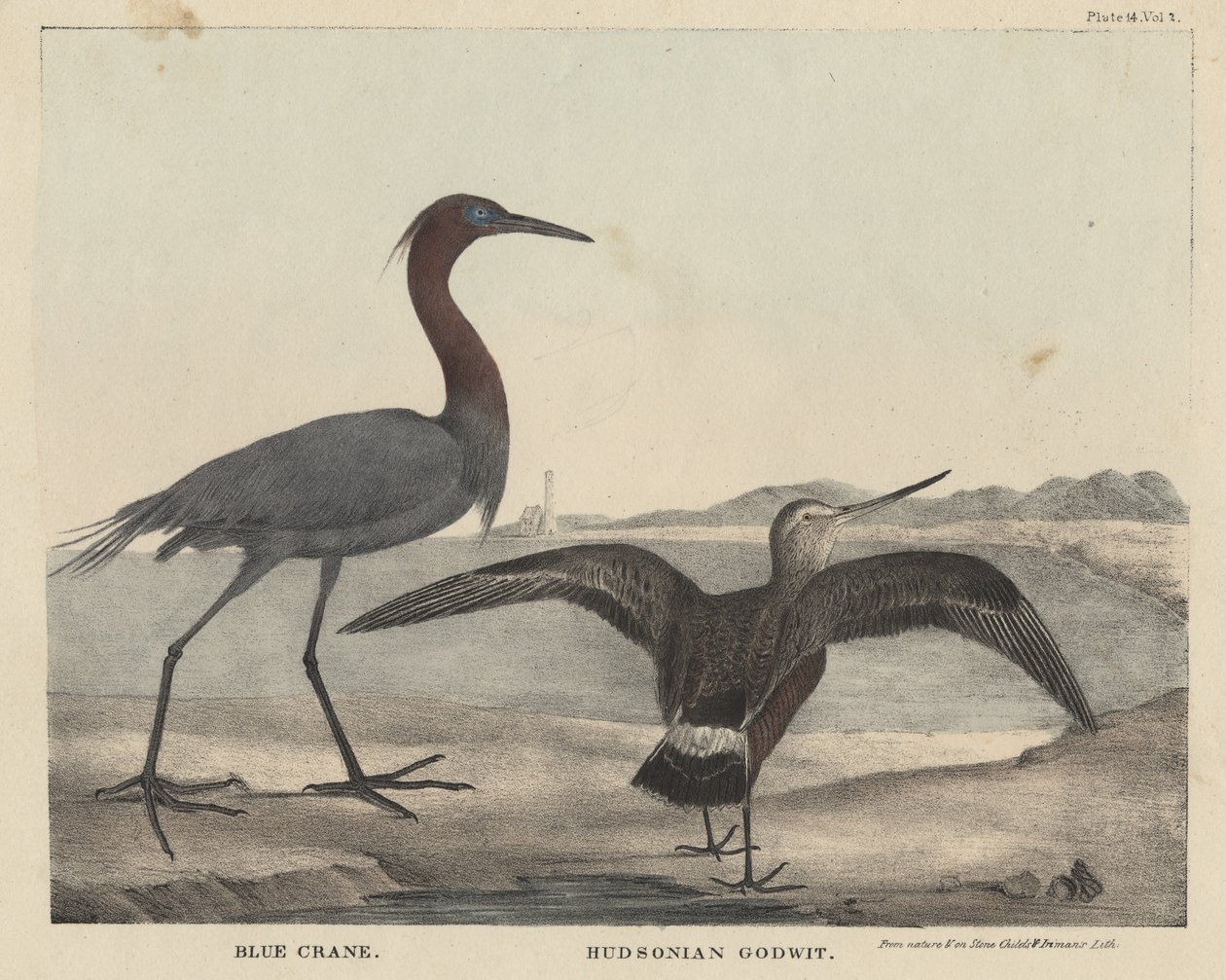 Blue Crane, Hudsonian Godwit, Childs und Inmanin litho, J. und T. Doughtyn teoksesta The Cabinet of Natural History and American Rural Sports, 1832 tekijältä Mannevillette Elihu Dearing Brown