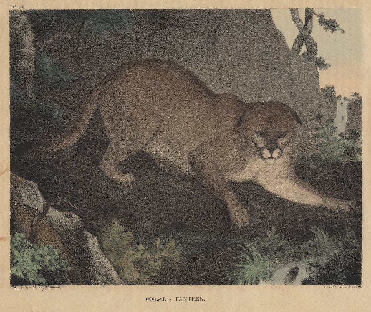 Cougar or Panther, teoksesta "From Cabinet of Natural History and American Rural Sports", kirjoittanut J.T. Doughty, 1832 tekijältä Mannevillette Elihu Dearing Brown