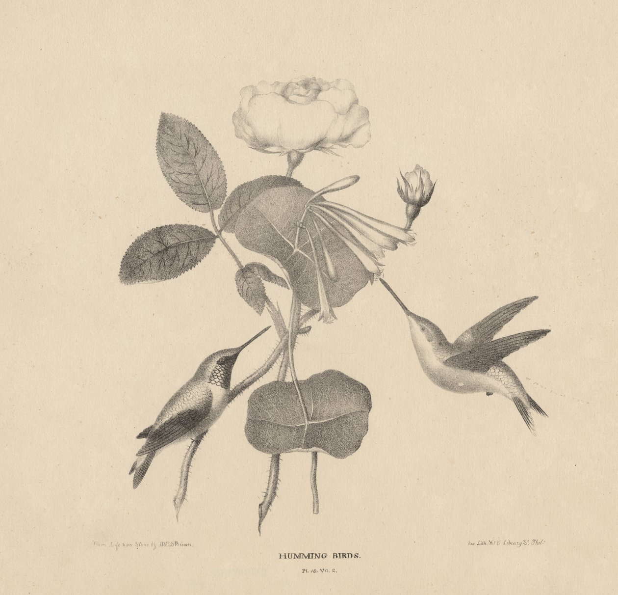 Hummingbirds, "Life on Stone", 1832 tekijältä Mannevillette Elihu Dearing Brown