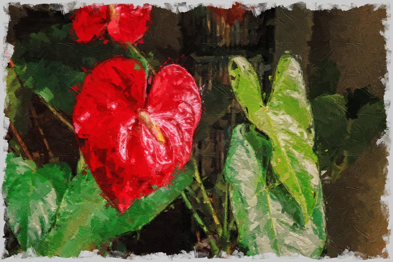 Suuri, punainen sydämenmuotoinen anthurium ystävänpäiväksi tekijältä Mano Chandra Dhas
