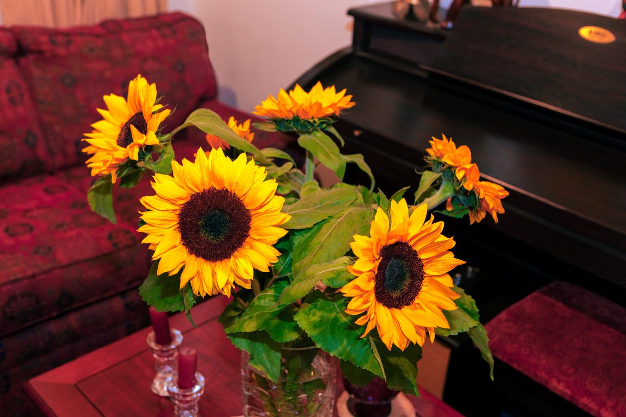 Kirkkaankeltaiset auringonkukat tai Helianthus Annuus Andien vuoristosta Kolumbiassa koristaa kotia Bogota Cityssä tekijältä Mano Chandra Dhas