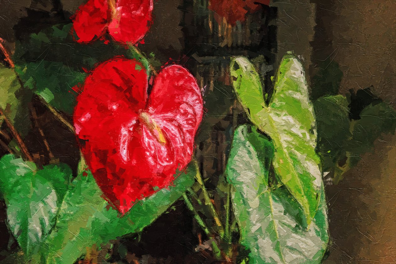 Suuri punainen sydämenmuotoinen anthurium tekijältä Mano Chandra Dhas