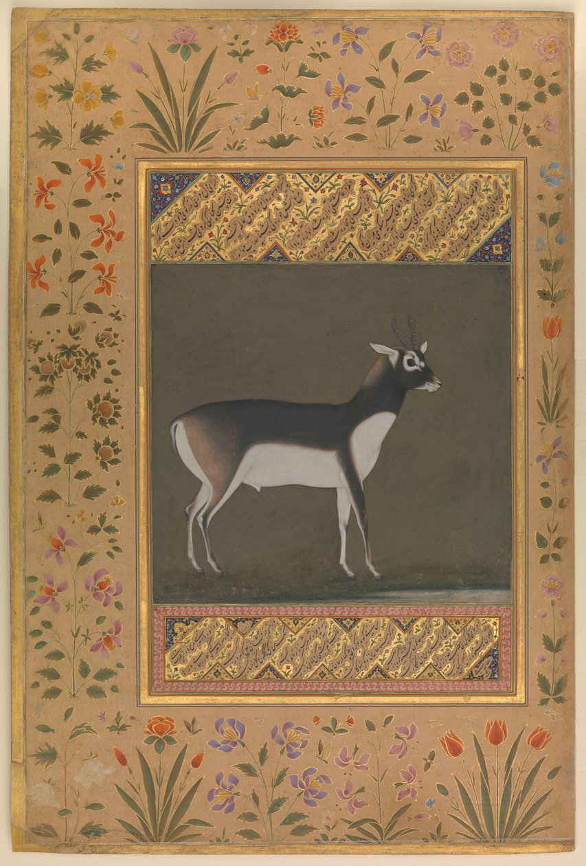 Black Buck, Folio Shah Jahan -albumista, n. 1615-20 tekijältä   Manohar