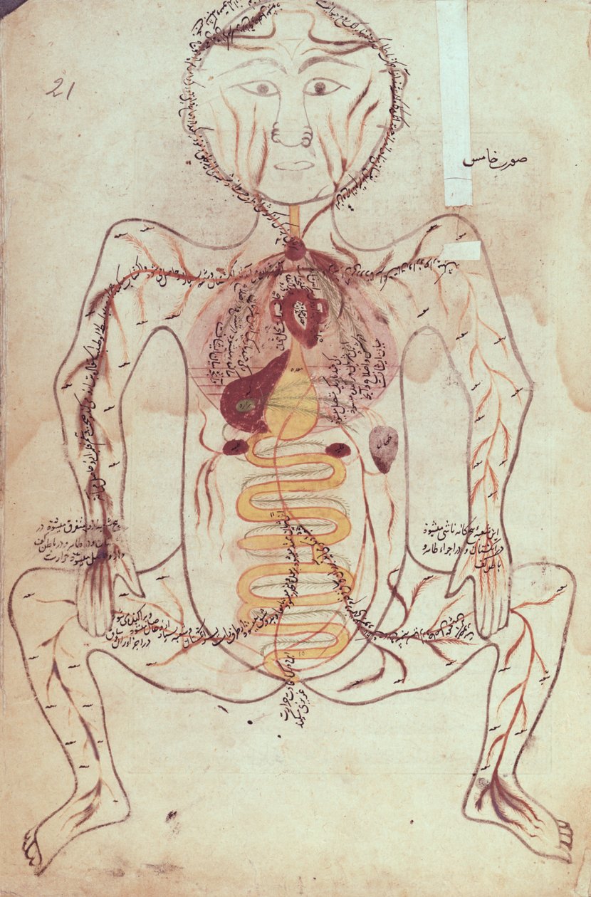 Ms Persan 1555 Anatominen kaavio ihmisen verenkierto- ja ruoansulatusjärjestelmästä, n. 1425-50 tekijältä Mansour b. Eliyas Chirazi