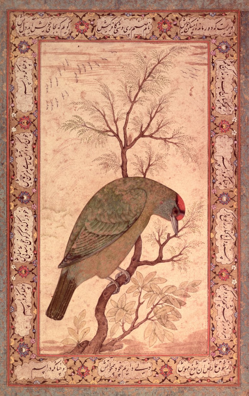 Barbet (Himalajan sinikurkkulintu) Jahangir-kausi, Mughal, 1615 tekijältä Mansur