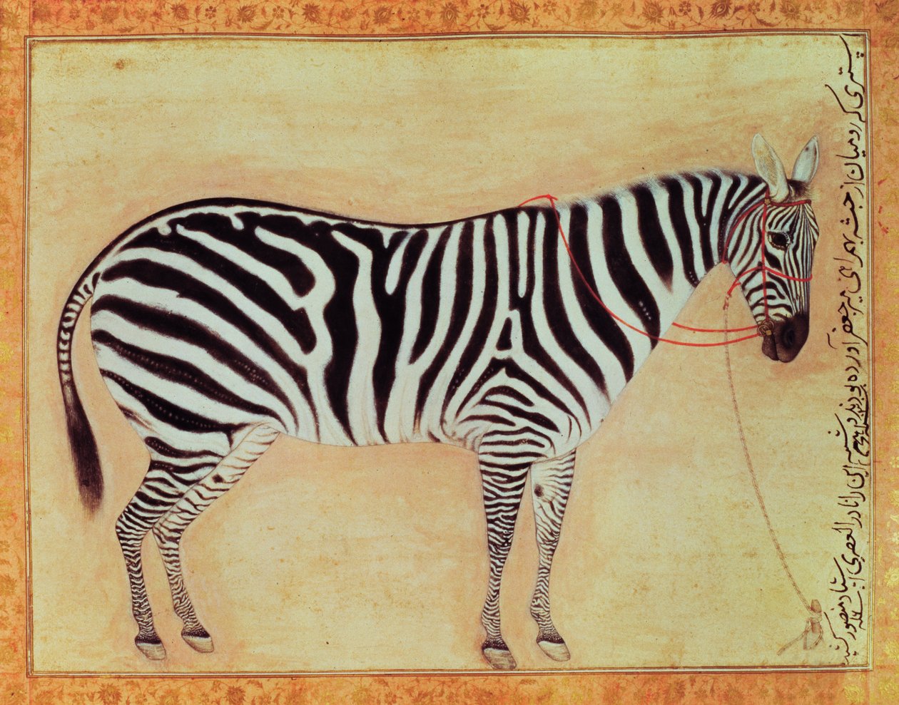 Seepra, Minto-albumista, Mughal, 1621, tekijältä Mansur