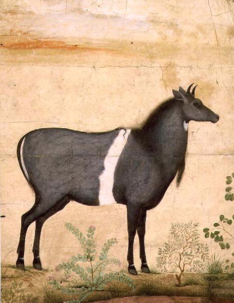 PD.78-1948 Nilgai (sininen lehmä) Mughal School, 1600-luvun alku (guassi) tekijältä Mansur (attr. to)