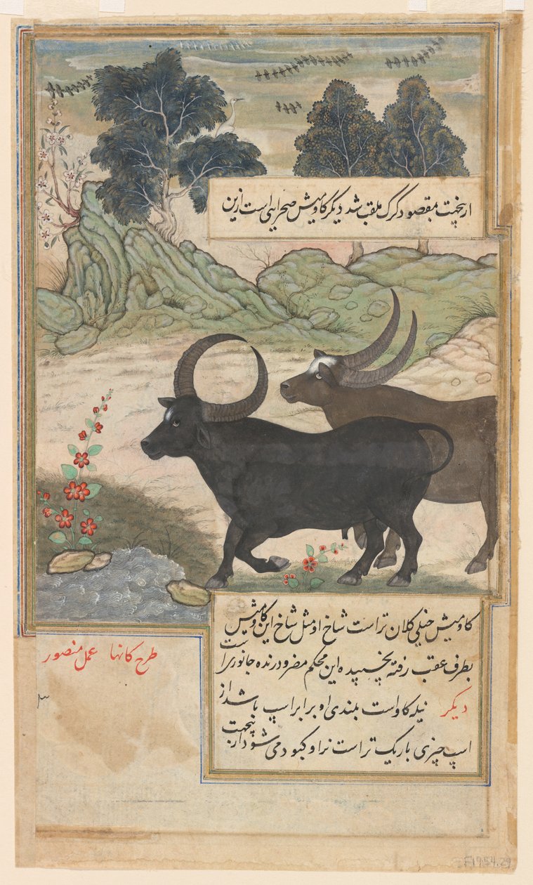 Kaksi sinistä härkää ja kaksi metsäpeuraa, Baburnamasta, n.1589 (vesiväri, muste, kulta paperille). tekijältä Mansur (fl.c.1590 1630)