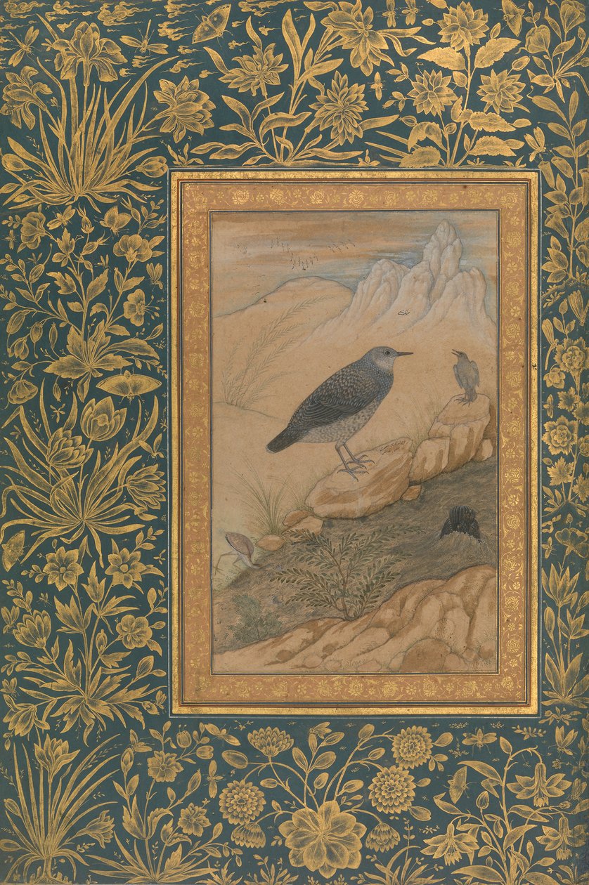 Diving Dipper and Other Birds, Folio Shah Jahan -albumista, rekto: n. 1610-15. tekijältä Mansur