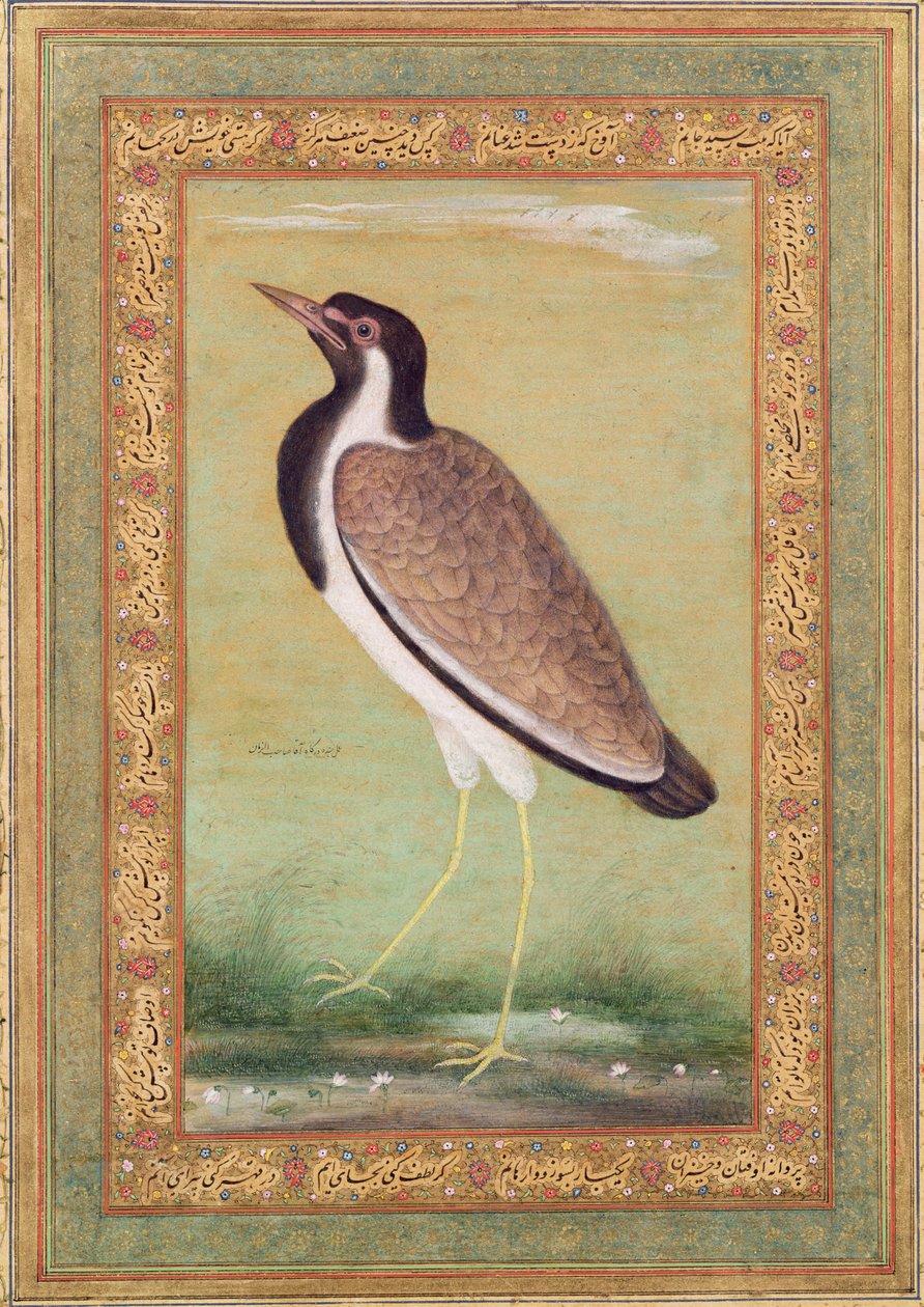 Intian lapwing, noin 1800 tekijältä Mansur