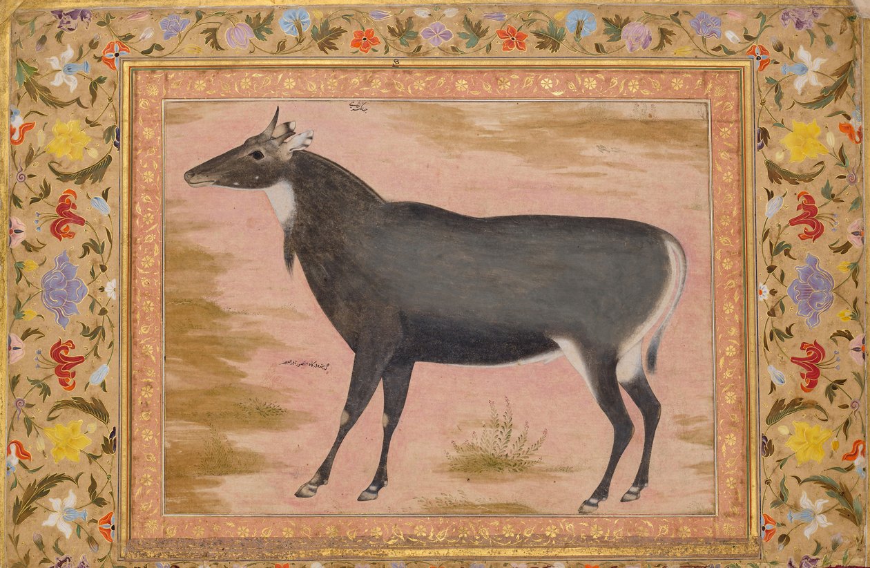 Tutkimus Nilgai Blue Bullista, Folio Shah Jahan -albumista, toisinto: n. 1620, recto n. 1540. tekijältä Mansur