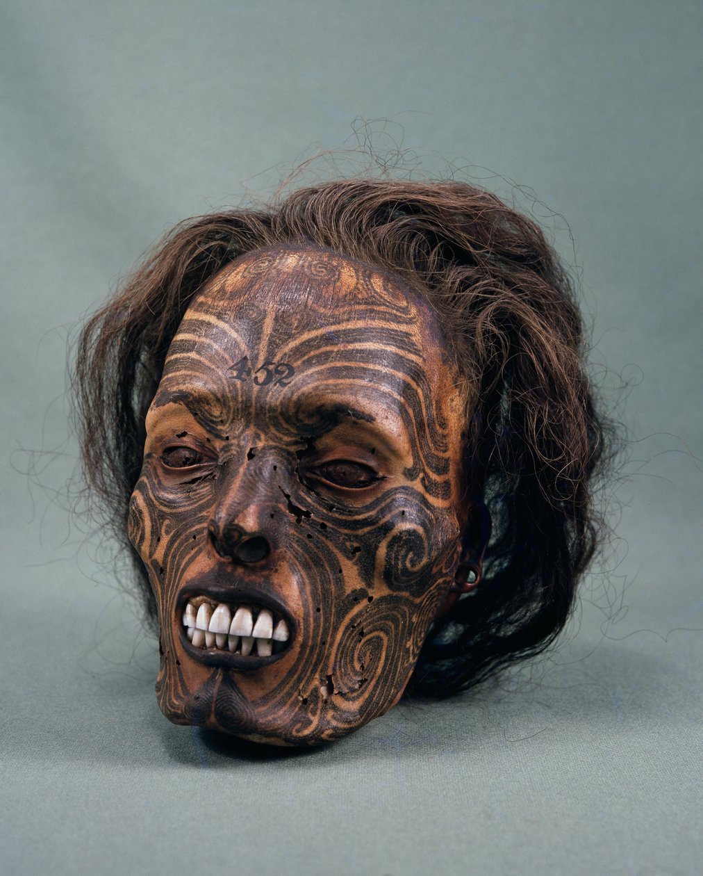 Heimopäällikön pää, tatuoitu ja muumioitunut, maorien sivilisaatio tekijältä Maori Maori