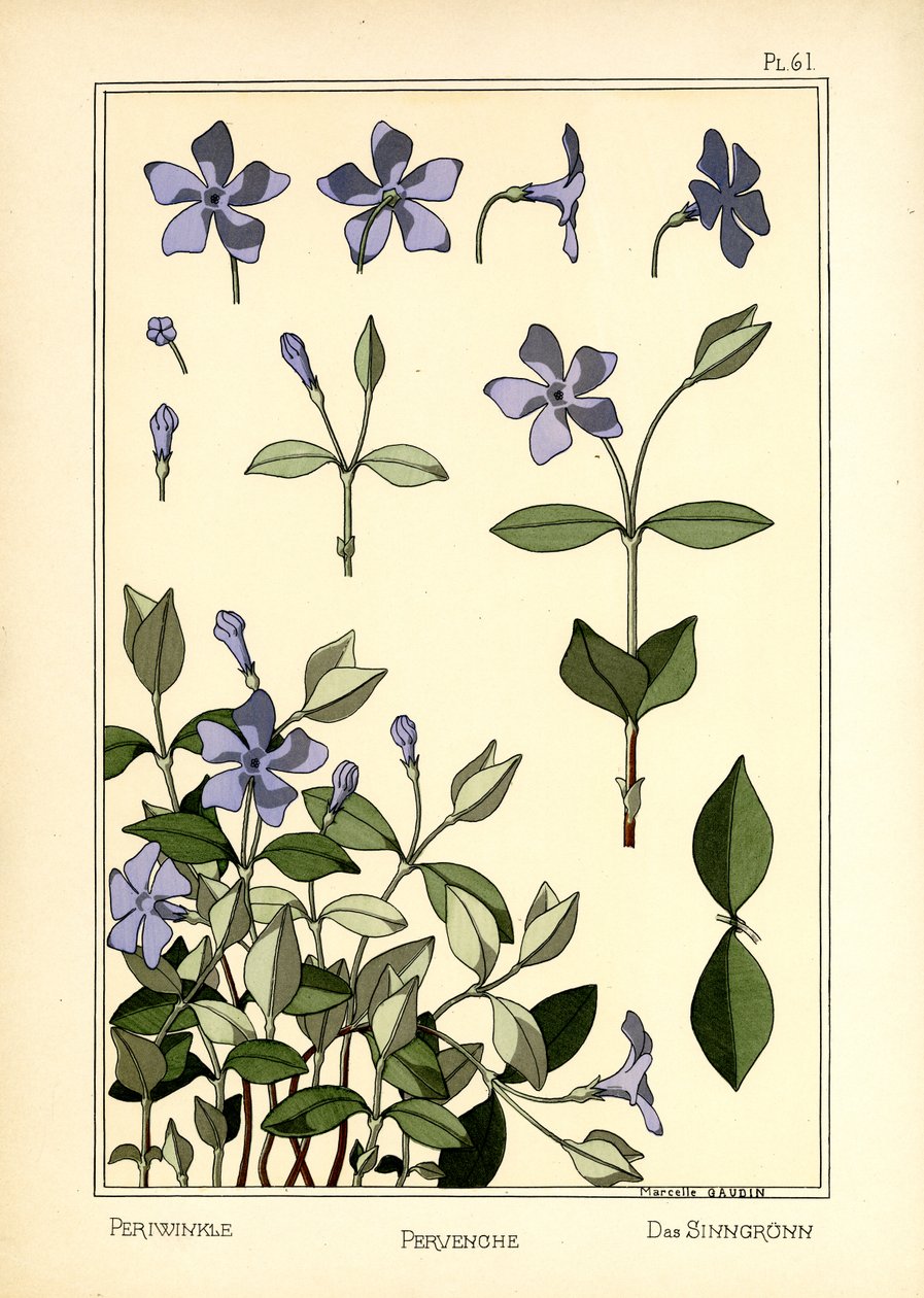 Periwinkle tekijältä Marcelle Gaudin