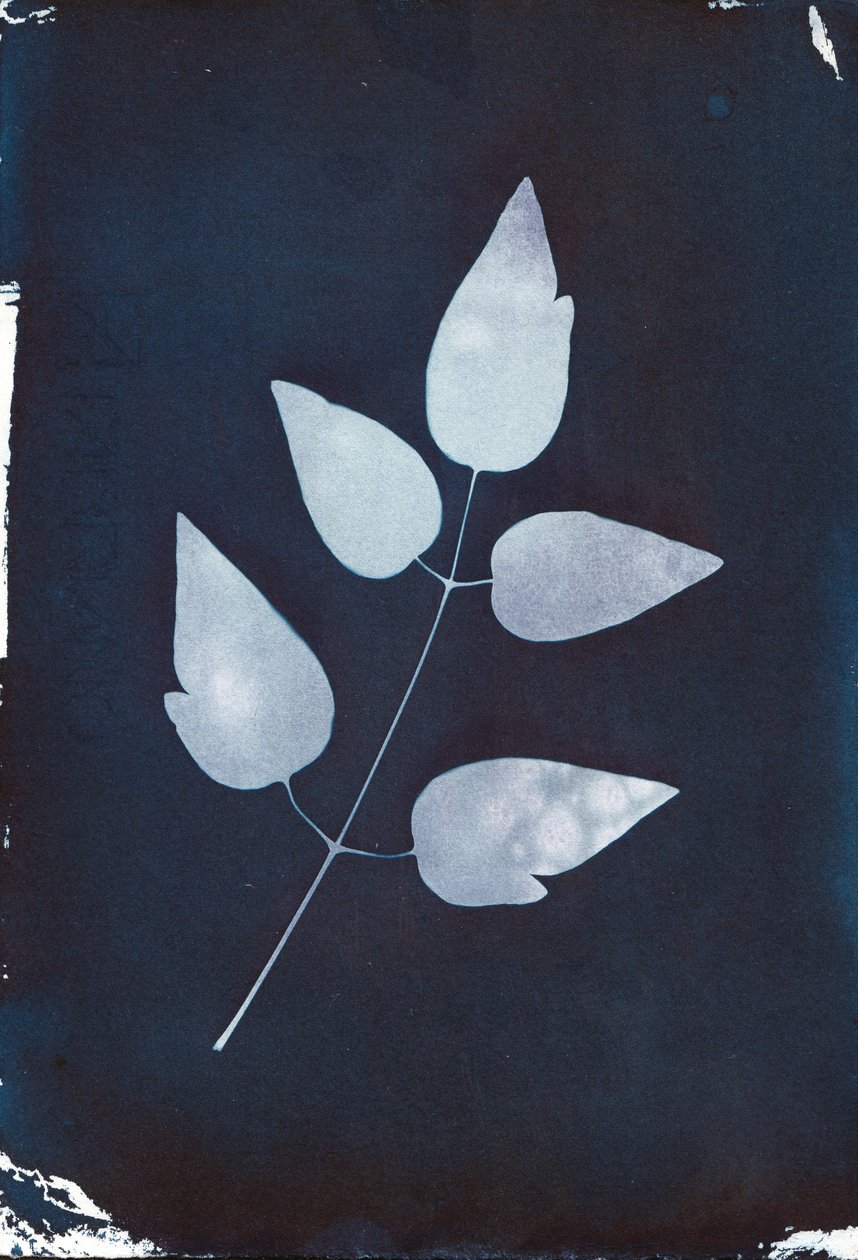 Syanotypia, 2023 (syanotypia paperille) tekijältä Marco Campedelli