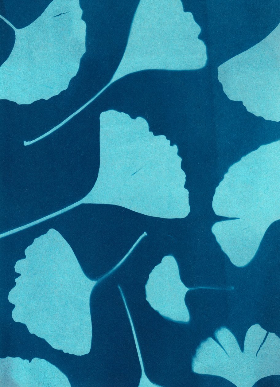 Ginkgo biloba 146, 2023 (syanotypia, sekatekniikka) tekijältä Marco Campedelli