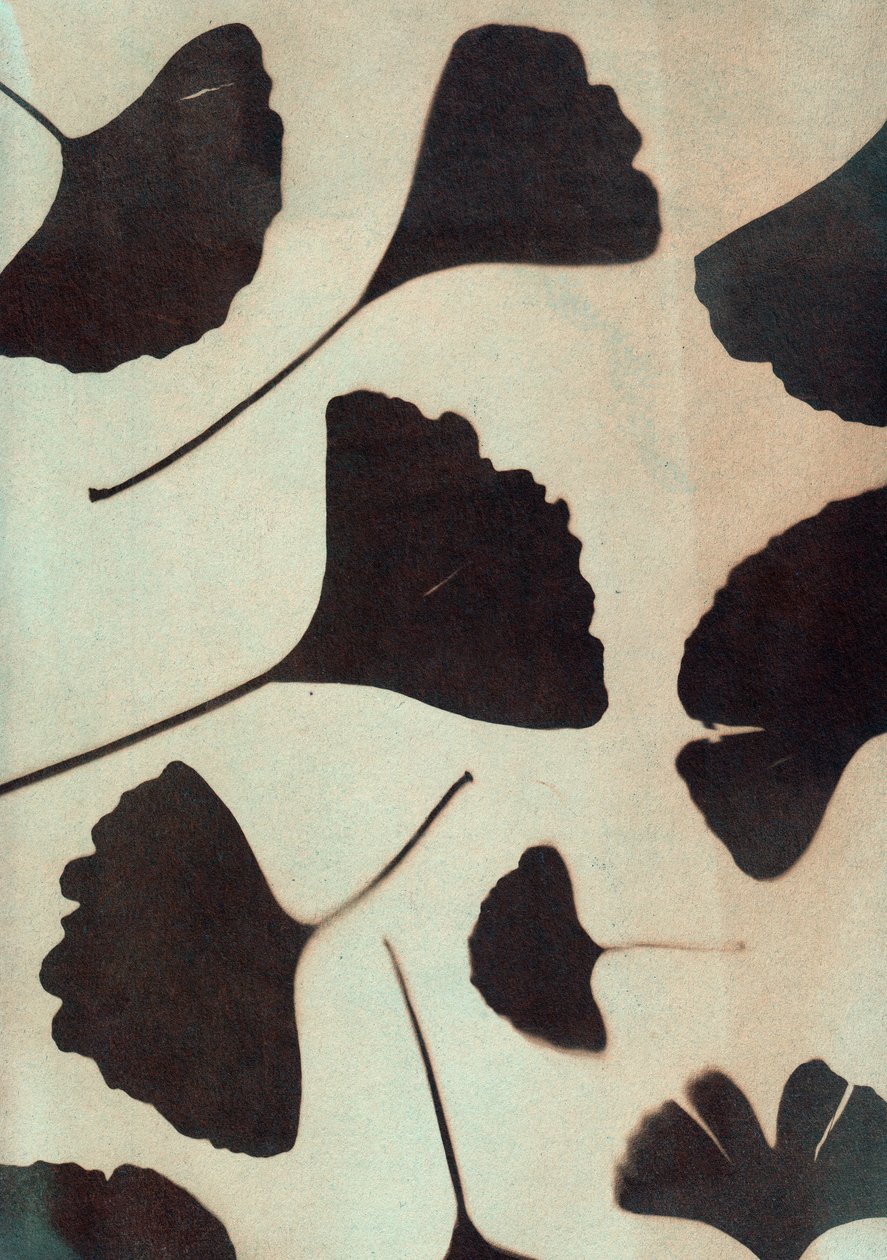 Ginkgo biloba, 2023 (syanotypia, sekatekniikka) tekijältä Marco Campedelli