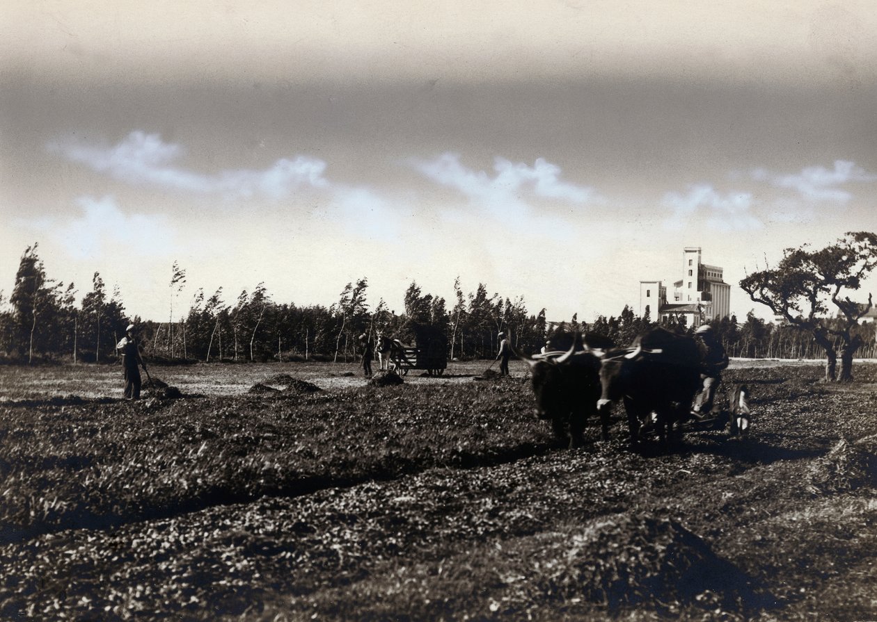 Kyntö Mussoliniassa, Cagliarin maakunnassa (m/v kuva) tekijältä Marco Leporati