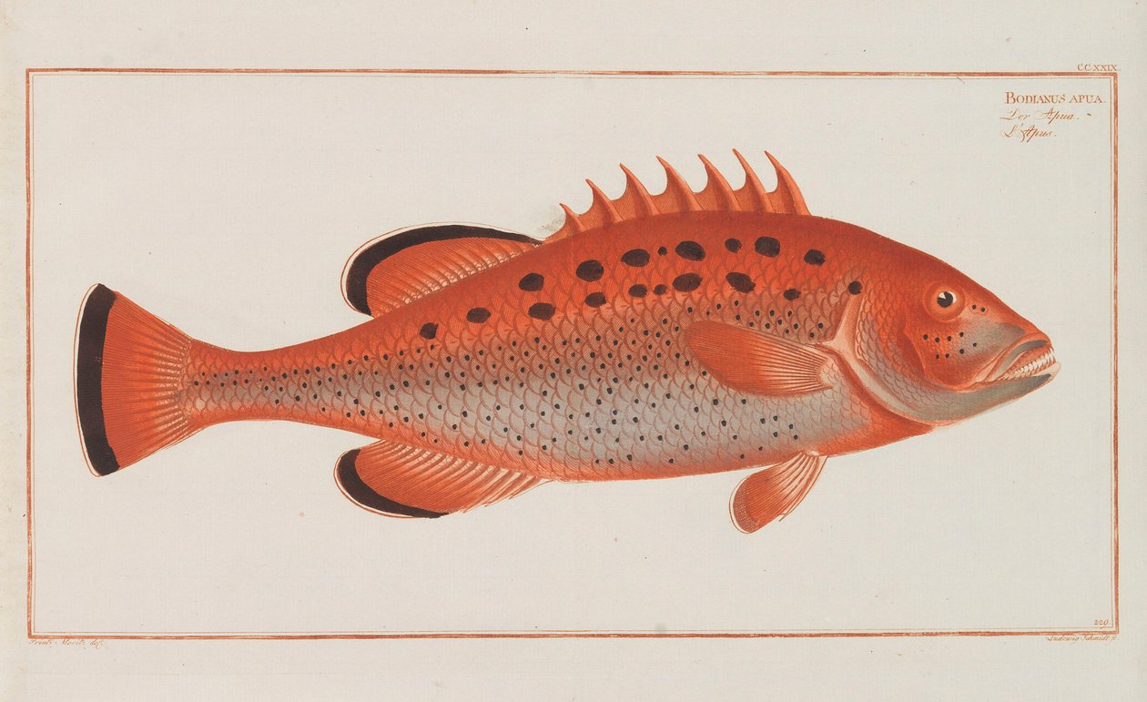 Saksan kalojen yleinen luonnonhistoria, 1782-1793. tekijältä Marcus Élieser Bloch
