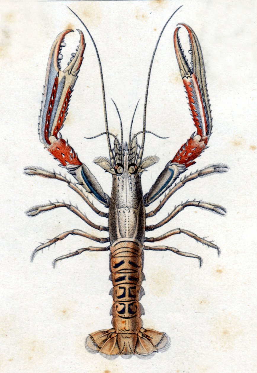 Luonnonhistoriallinen levy: Langoustine Marc Elieser Bloch Ichtyologien jälkeen Pariisi - Berliini - Lontoo 1787. tekijältä Marcus Élieser Bloch