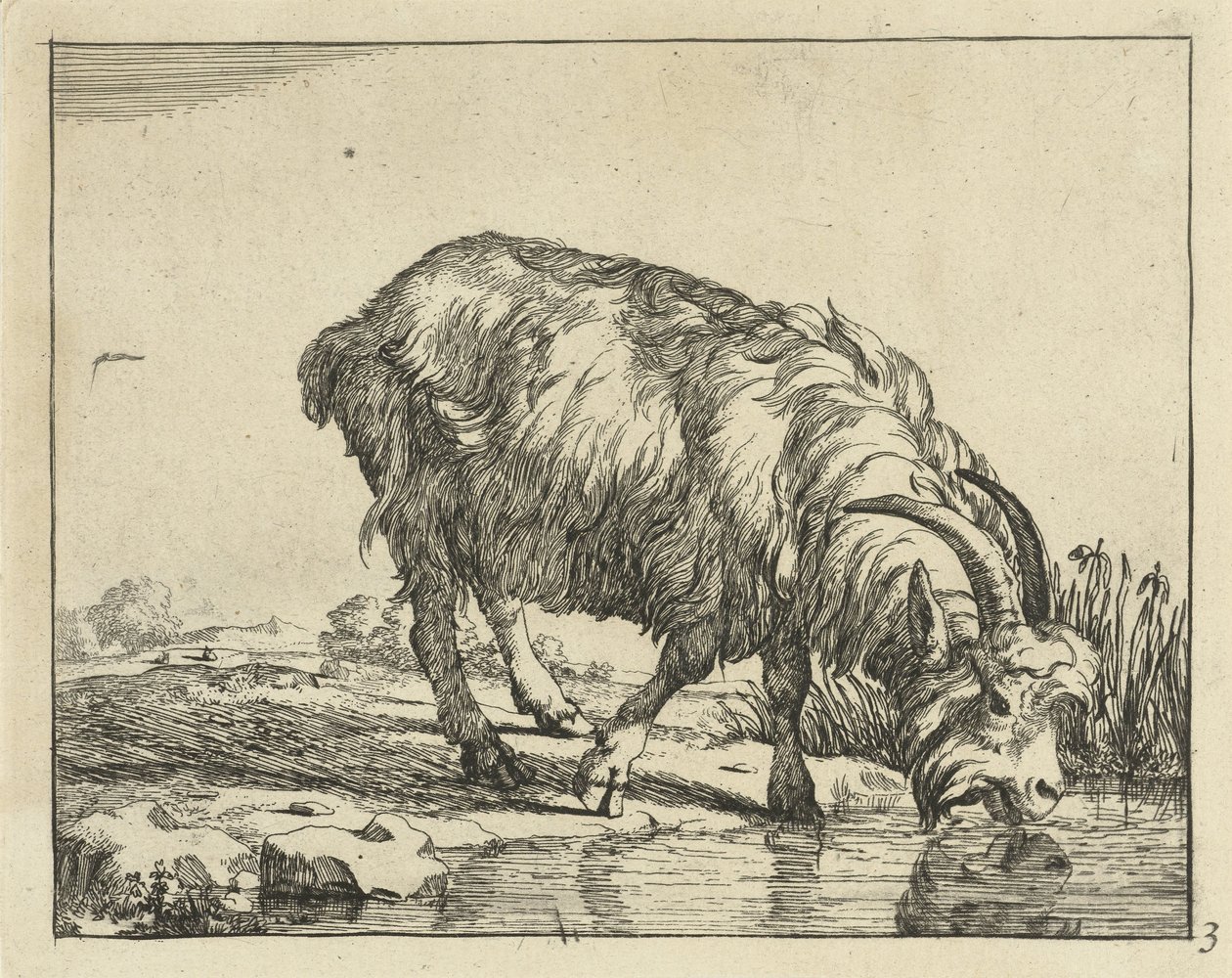 juomassa vuohia Goats and Bucks (sarjan nimi) tekijältä Marcus de Bye