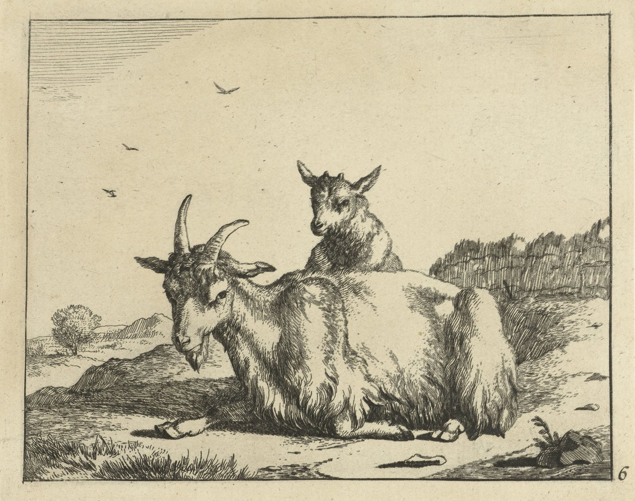 Makaa vuohi lampaan kanssa Goats and Bucks (sarjan nimi) tekijältä Marcus de Bye