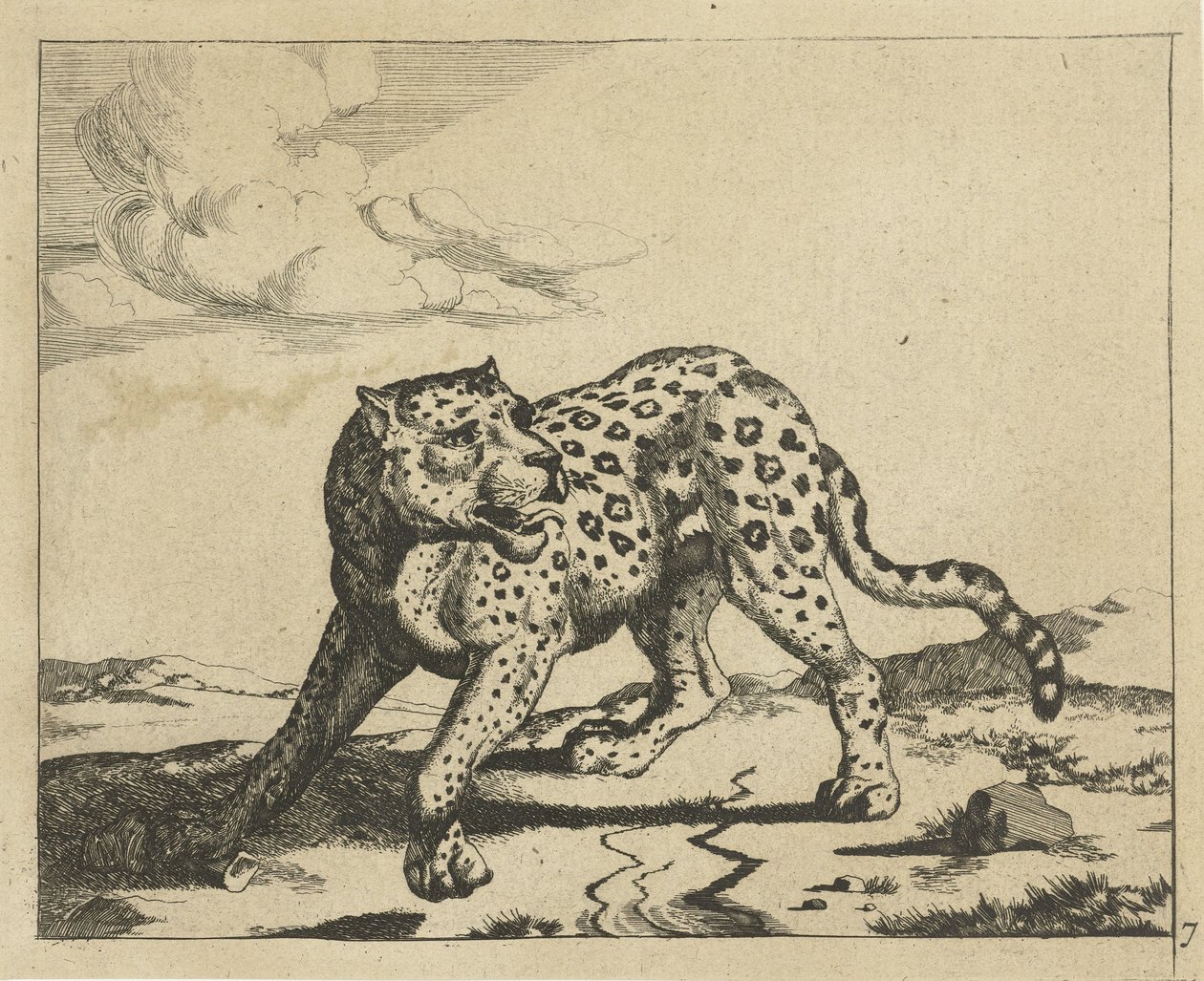 Leopardi seisoo vasemmalla, pää oikealle Leopardit (sarjan nimi) tekijältä Marcus de Bye