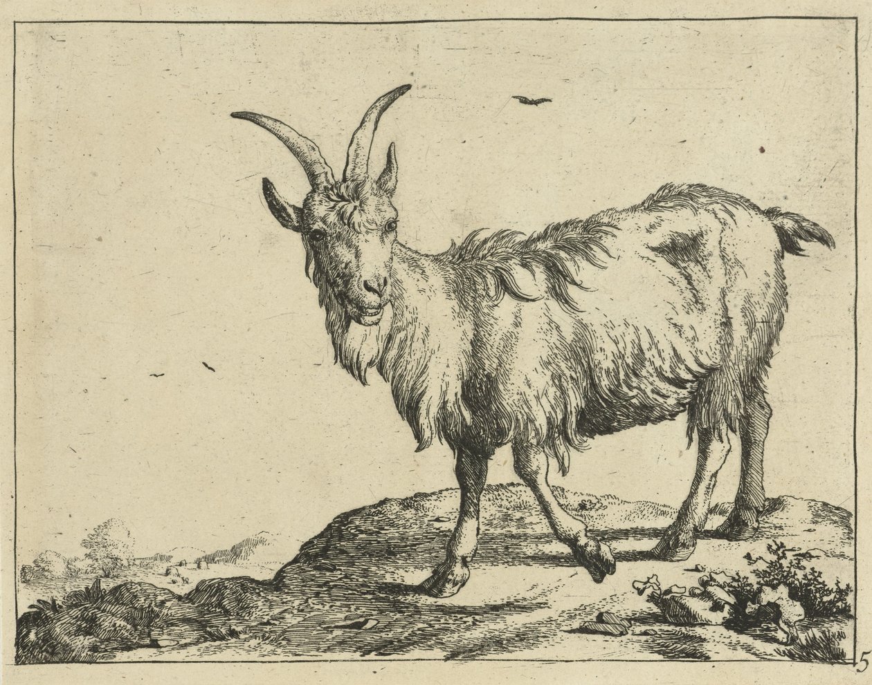 Seisova vuohi edestä Goats and Bucks (sarjan nimi) tekijältä Marcus de Bye