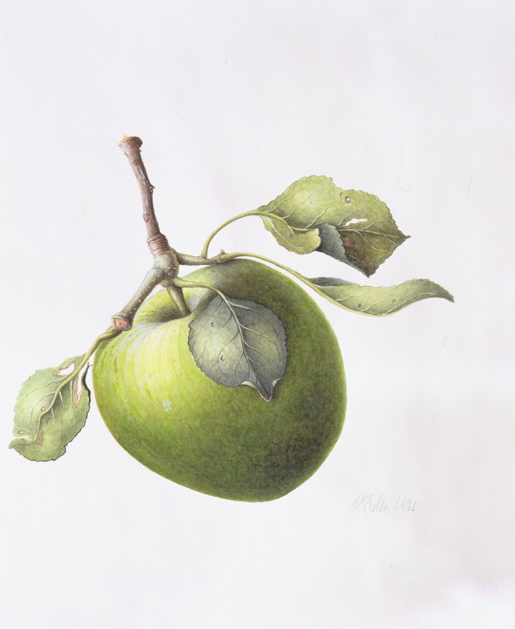 Bramley Apple, 1995 tekijältä Margaret Ann Eden