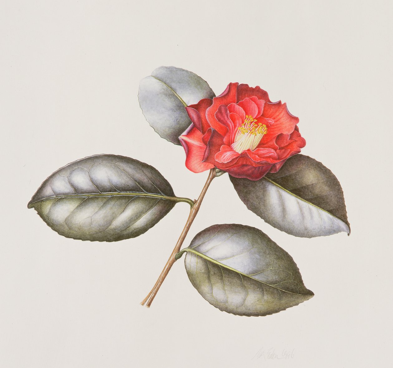 Camellia Japonica Adolphe Anderson, 1996 (wc paperilla) tekijältä Margaret Ann Eden