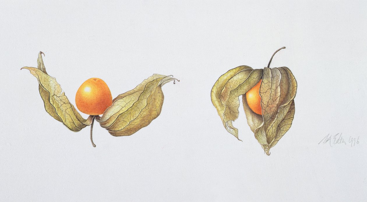 Cape Gooseberries (Physalis peruviana) 1996 (wc paperilla) tekijältä Margaret Ann Eden