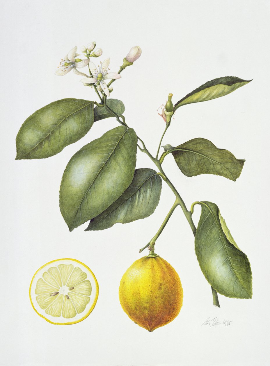 Citrus Bergamot, 1995 (wc paperilla) tekijältä Margaret Ann Eden