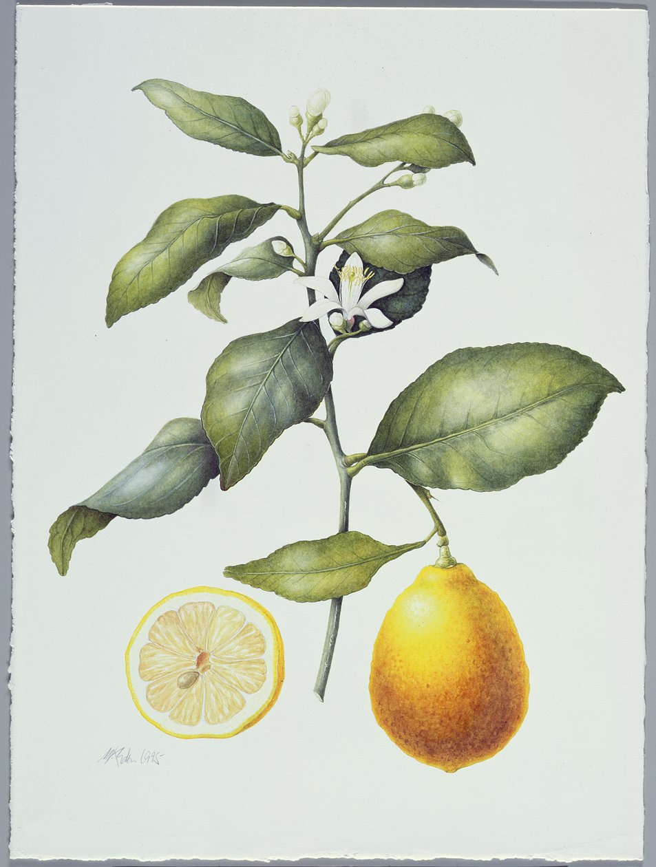 Citrus Limon, 1995 (wc paperilla) tekijältä Margaret Ann Eden