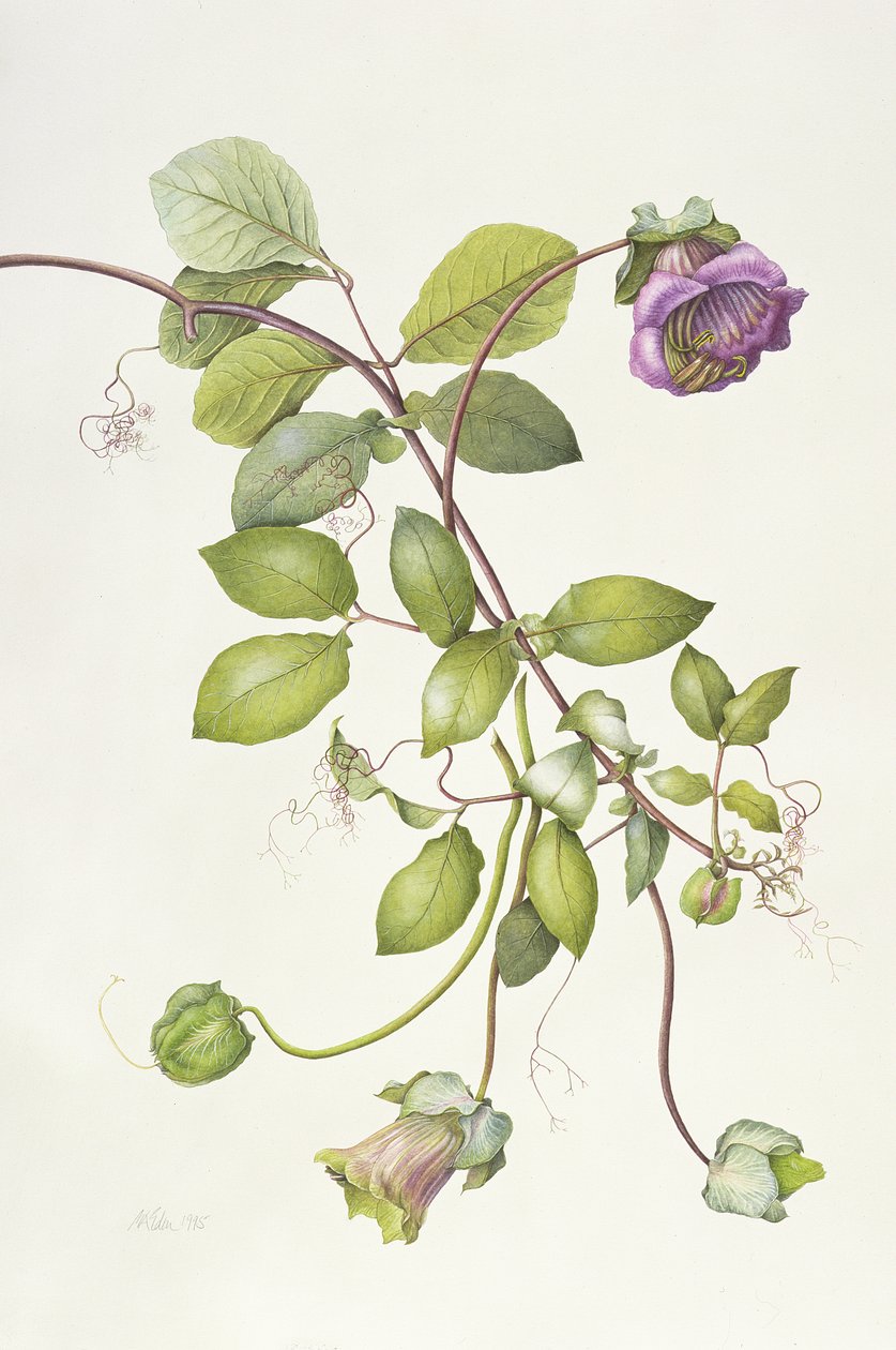 Cobaea Scandens, 1995 tekijältä Margaret Ann Eden