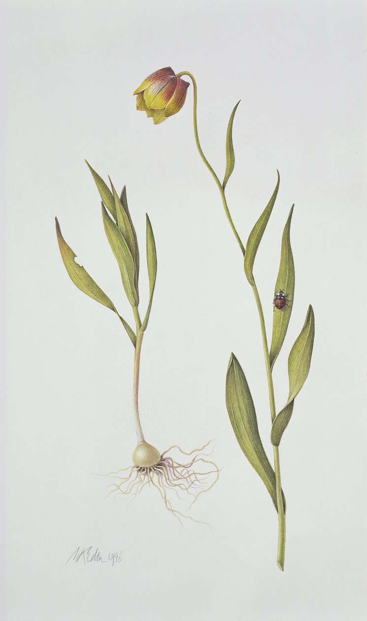 Fritillaria Michailovsky, 1996 (wc paperilla) tekijältä Margaret Ann Eden