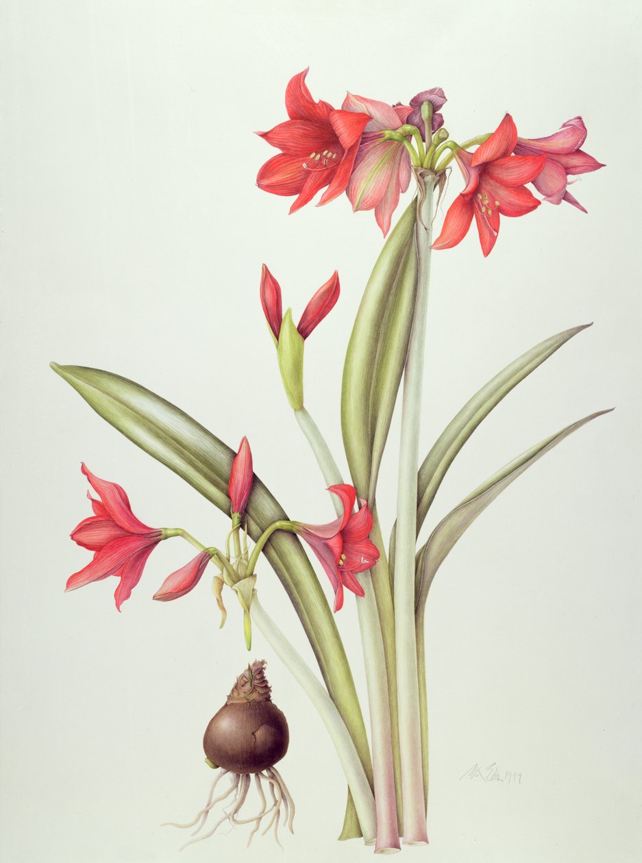 Hippeastrum Pamela, 1999 (wc paperilla) tekijältä Margaret Ann Eden