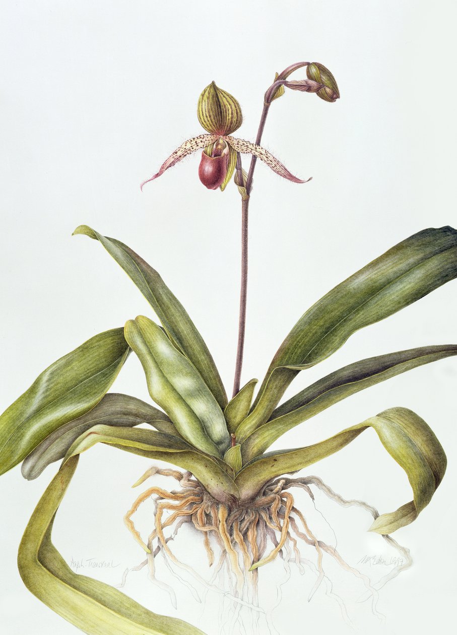 Iris, 1995 (wc paperilla) tekijältä Margaret Ann Eden