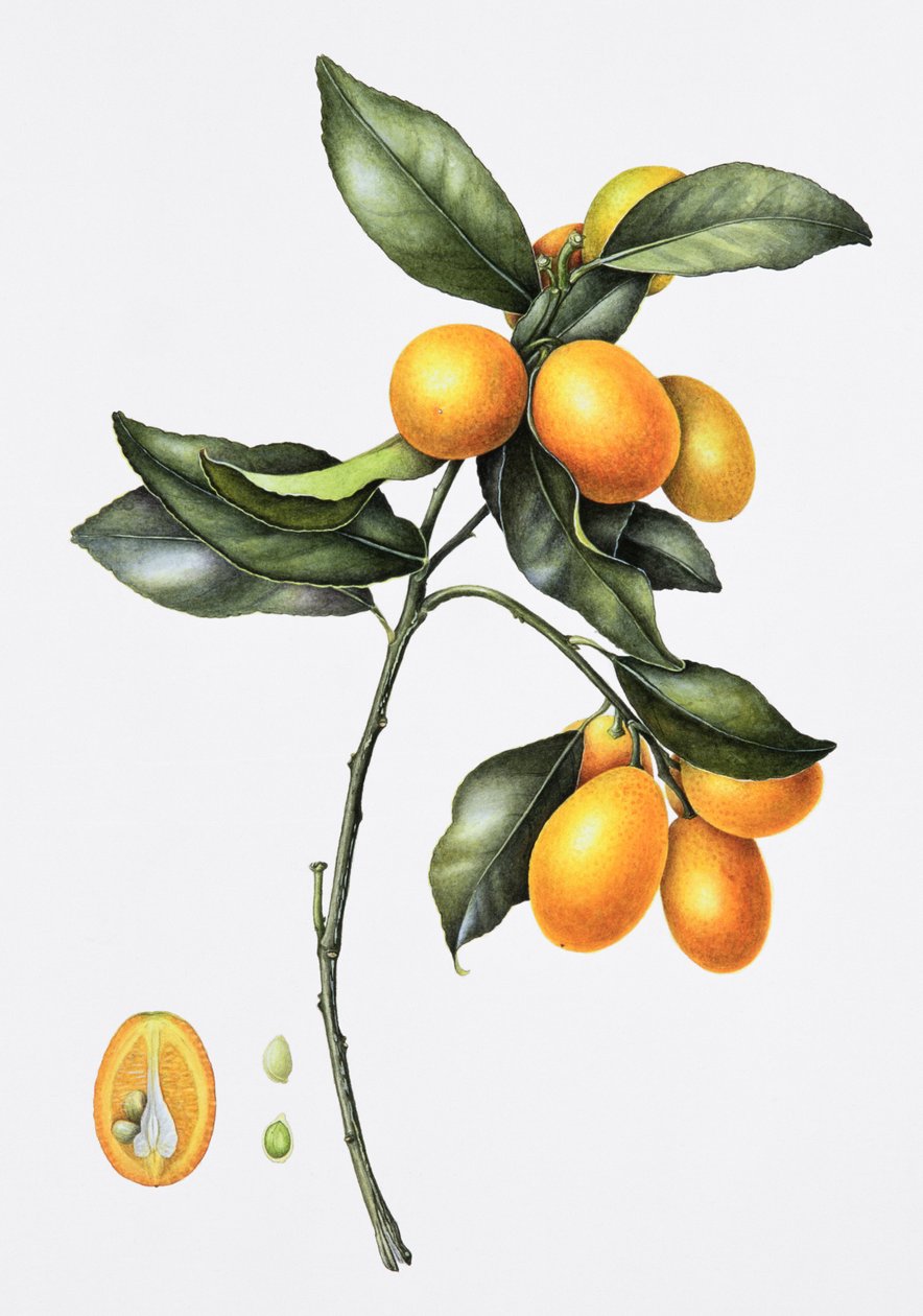 Kumquat, 1996 (wc paperilla) tekijältä Margaret Ann Eden