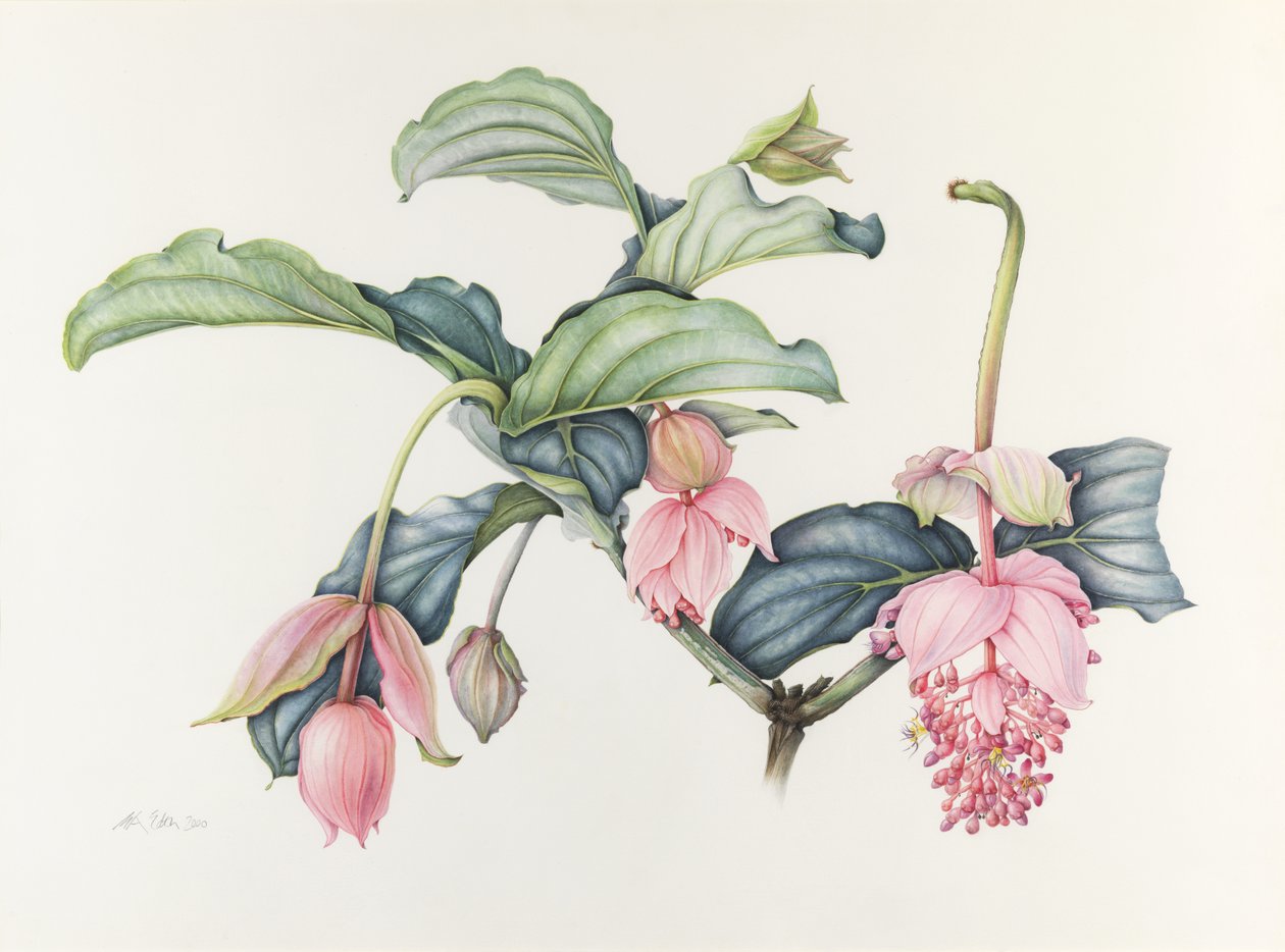 Medinilla magnifica tekijältä Margaret Ann Eden