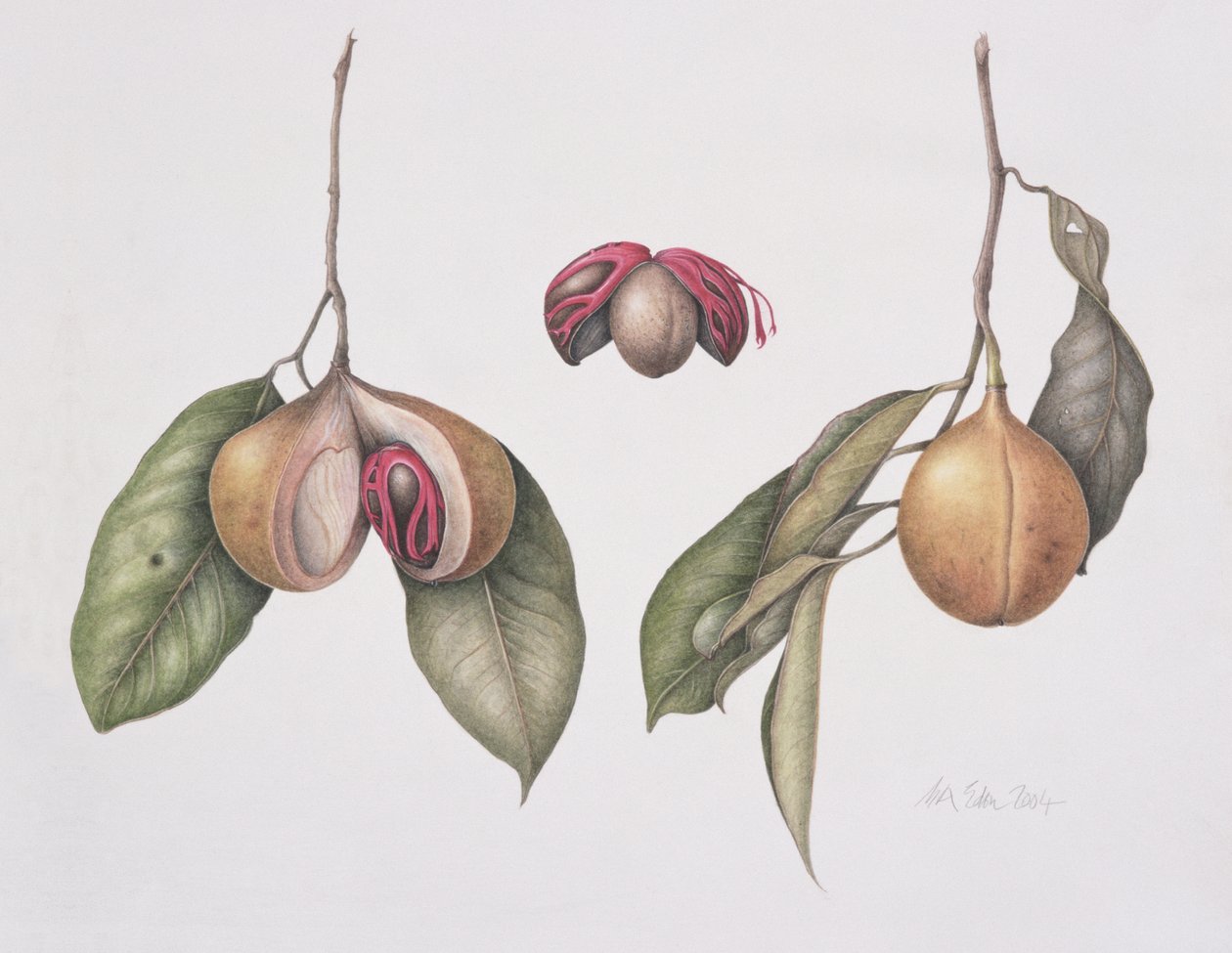 Muskottipähkinä (Myristica fragrans) 2004 (wc paperilla) tekijältä Margaret Ann Eden