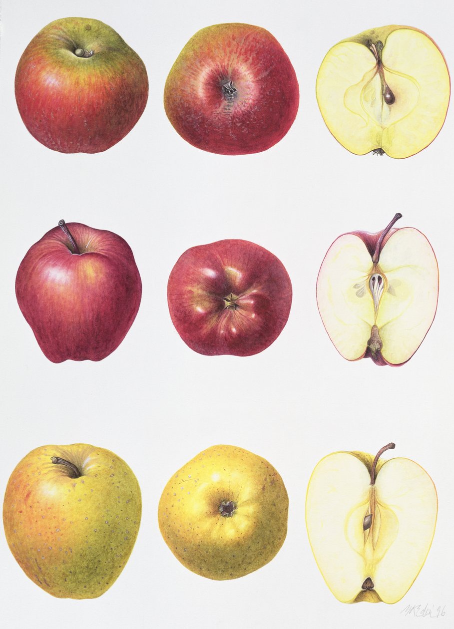 Six Apples, 1996 (wc paperilla) tekijältä Margaret Ann Eden