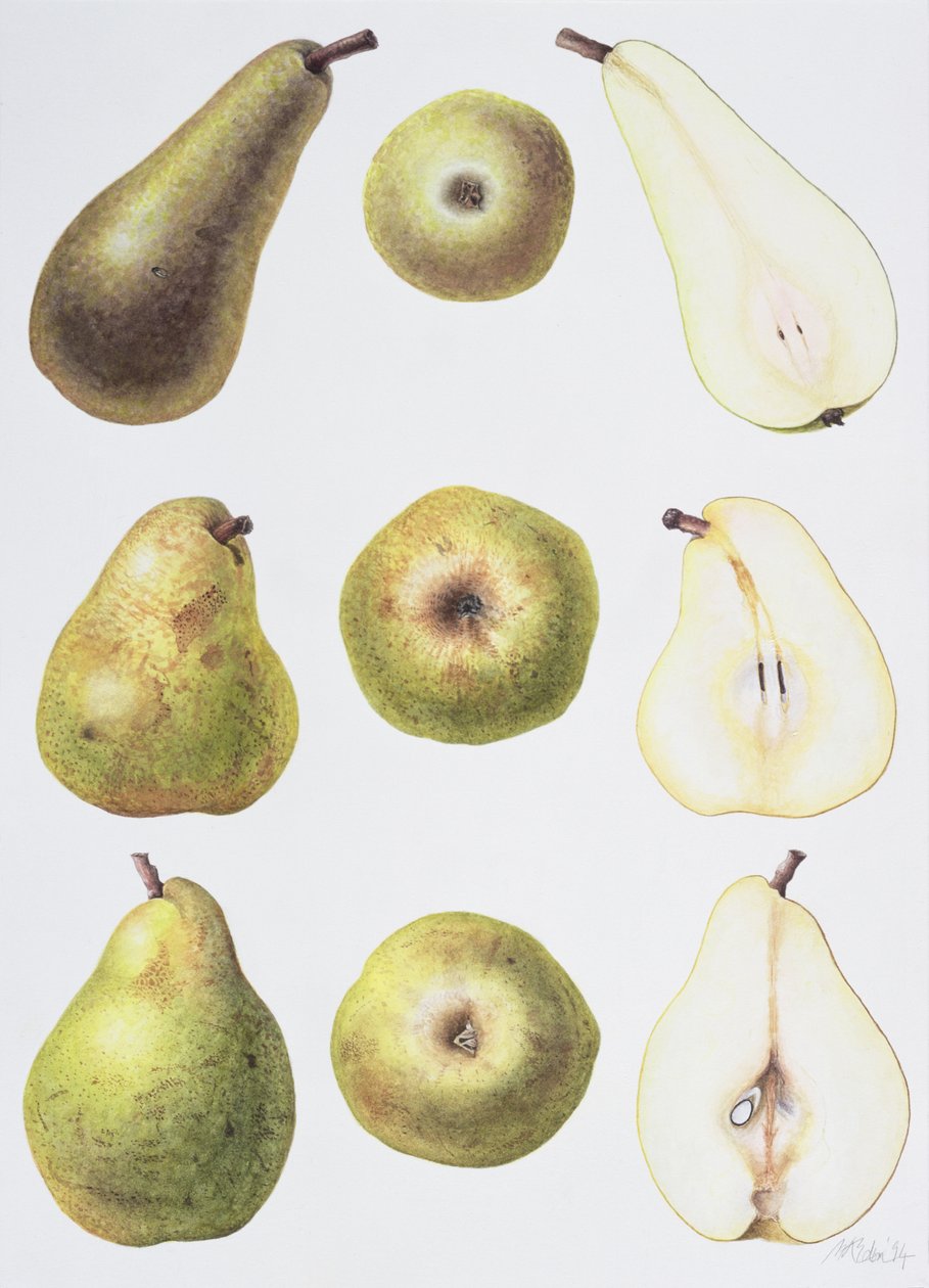 Six Pears, 1994 (wc paperilla) tekijältä Margaret Ann Eden