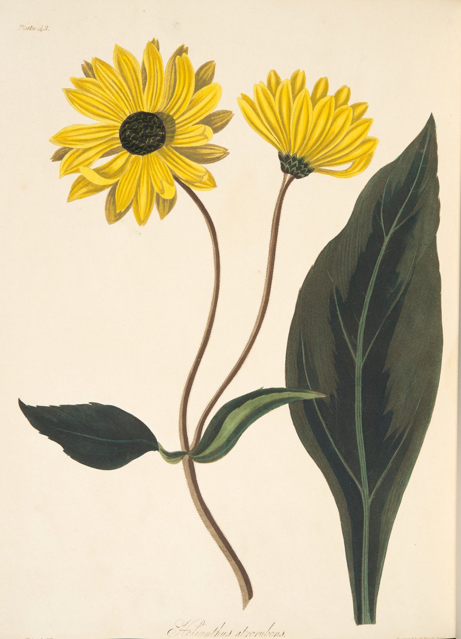 Tummasilmäinen auringonkukka, Floral Illustrations of the Seasons -pubista. 1829 (käsinvärinen kaiverrus) tekijältä Margaret Roscoe