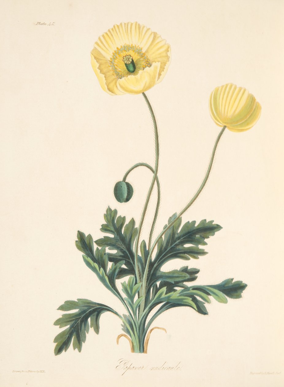 Alastomainen unikko, Floral Illustrations of the Seasons -pubista. 1829 (käsinvärinen kaiverrus) tekijältä Margaret Roscoe