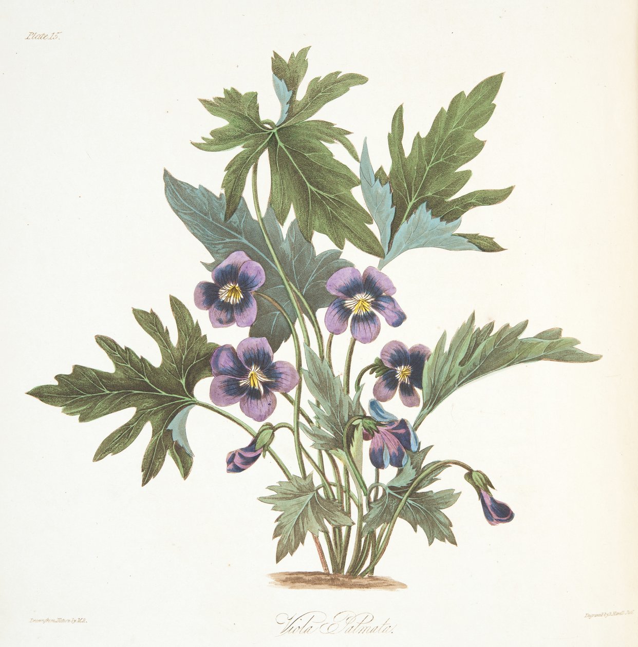 Palmate-lehti violetti, Floral Illustrations of the Seasons -pubista. 1829 (käsinvärinen kaiverrus) tekijältä Margaret Roscoe