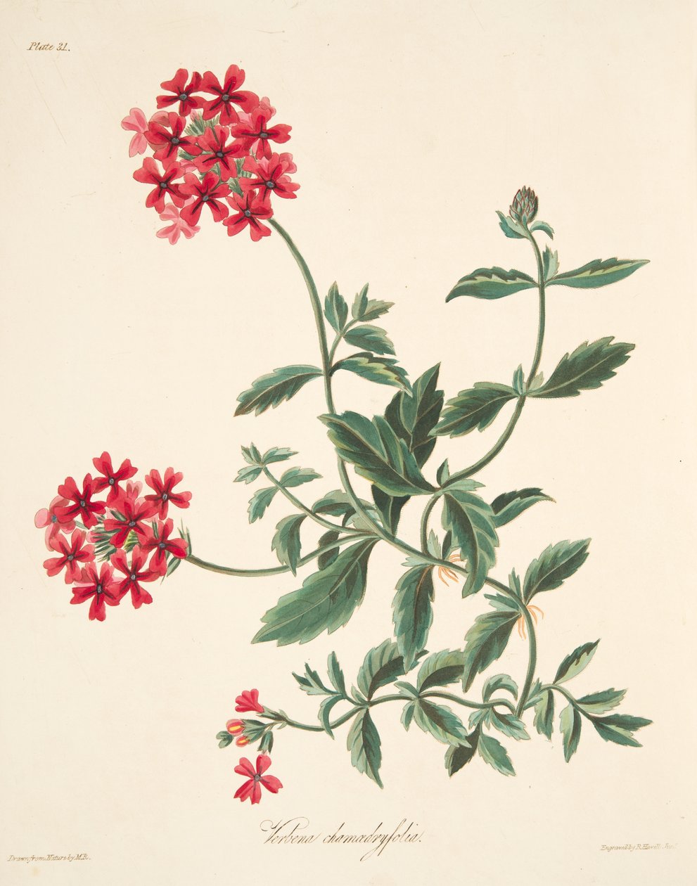 Scarlet flowered Vervain, Floral Illustrations of the Seasons, pub. 1829 tekijältä Margaret Roscoe