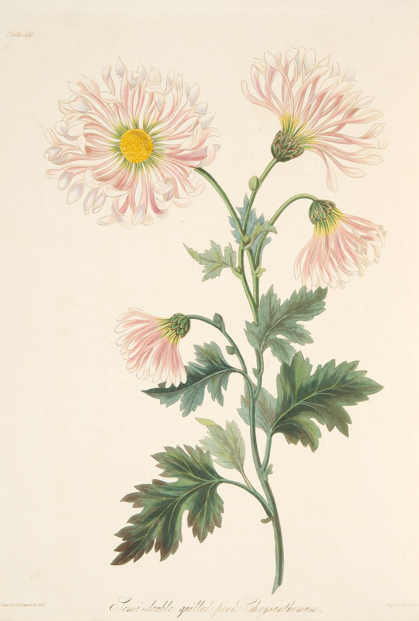 Semi-double quill"d pink Chrysanthemum, Floral Illustrations of the Seasons, pub. 1829 tekijältä Margaret Roscoe