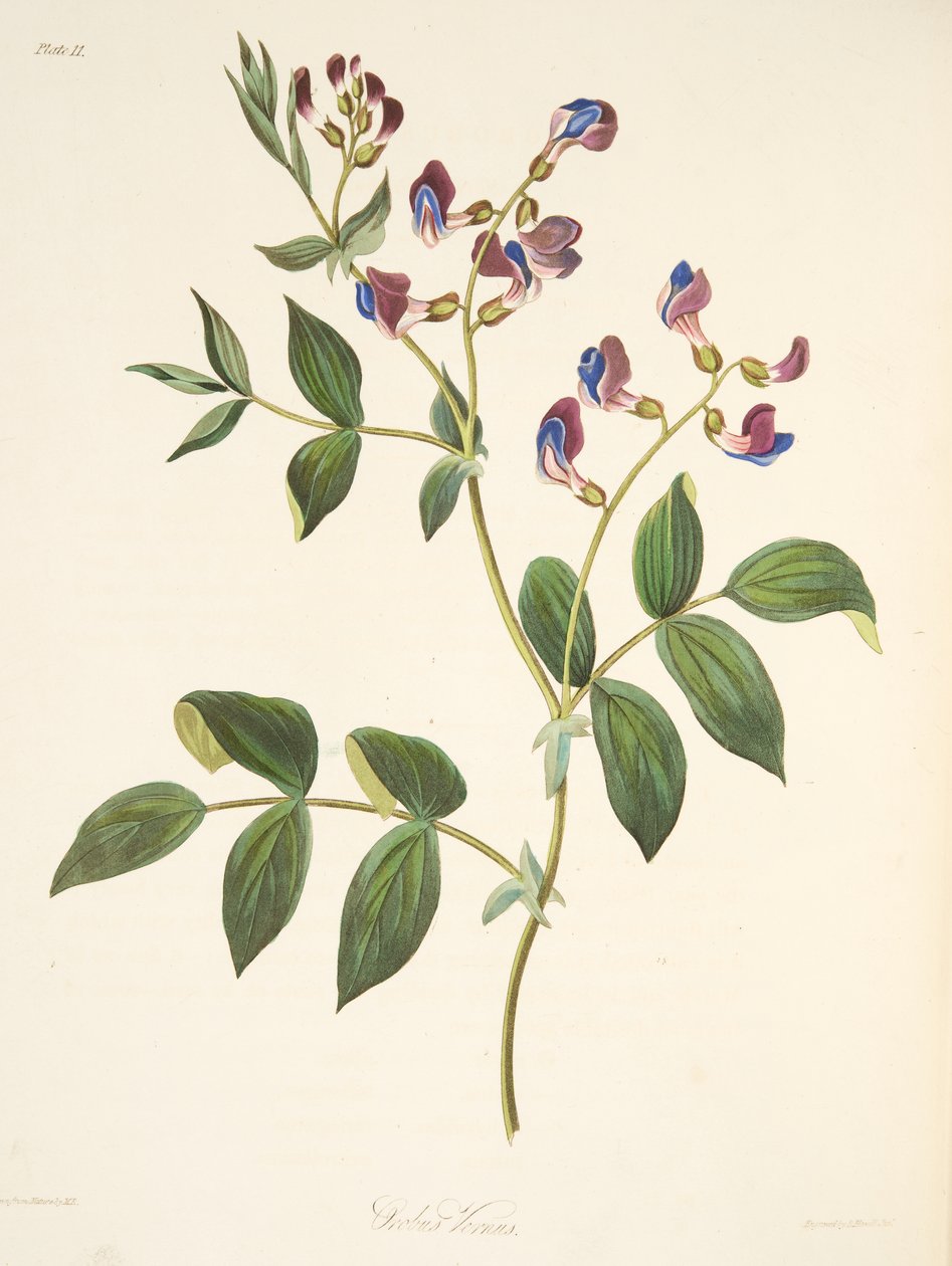 Kevät Orobus, Floral Illustrations of the Seasons -pubista. 1829 (käsinvärinen kaiverrus) tekijältä Margaret Roscoe