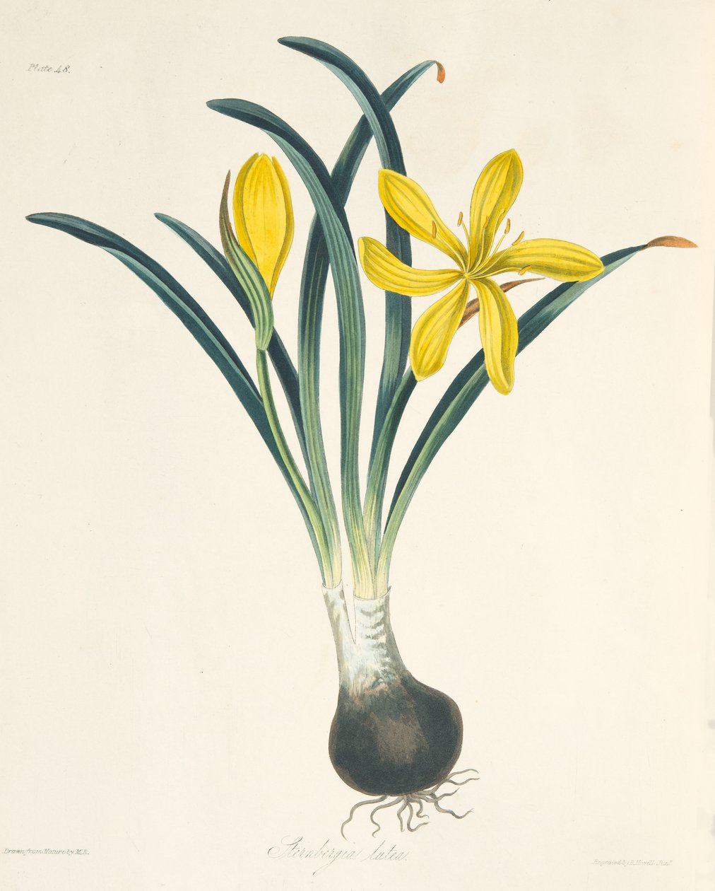 Keltainen Sterngergia, Floral Illustrations of the Seasons -pubista. 1829 tekijältä Margaret Roscoe